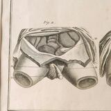 Engravings EIGHTEENth hermaphrodites Diderot cabinet curiosity