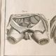 Engravings EIGHTEENth hermaphrodites Diderot cabinet curiosity