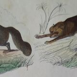 Original zoological plate " common & american fox, badger,... - buffon 1838