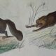 Original zoological plate "common fox & American fox, badger,... - Buffon 1838