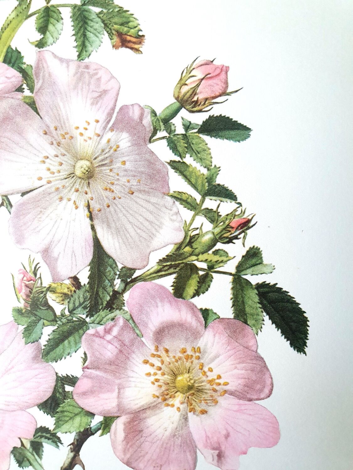 Set of 2 botanical plates roses