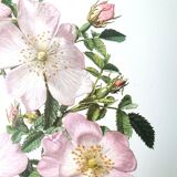 Set of 2 botanical plates roses
