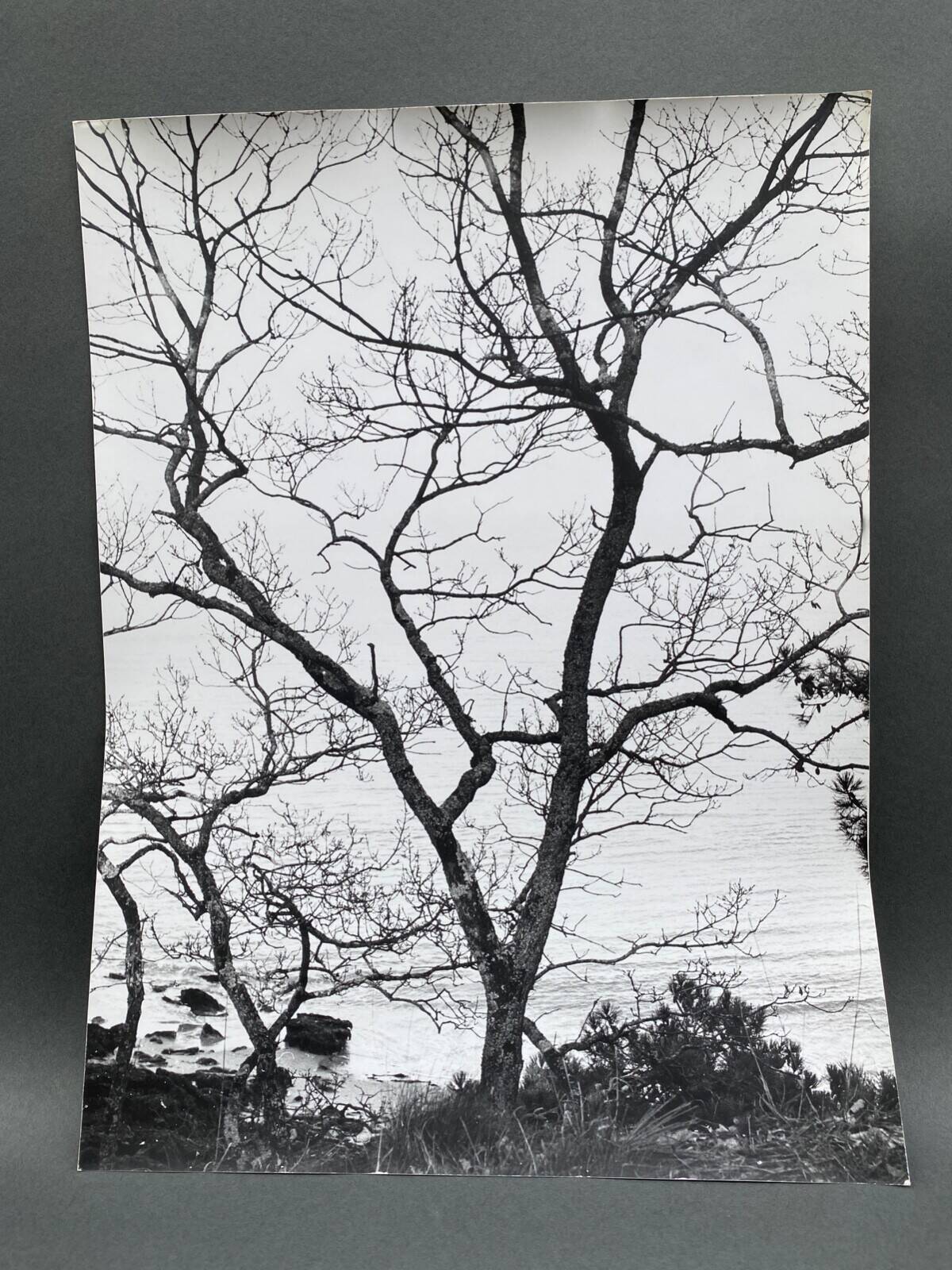 Silver gelatin photograph by Bernard Darot, Shrubs by the Water, 20th century