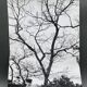 Silver gelatin photograph by Bernard Darot, Shrubs by the Water, 20th century