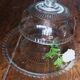 Large glass bell jar and its vintage cheese dessert plate.