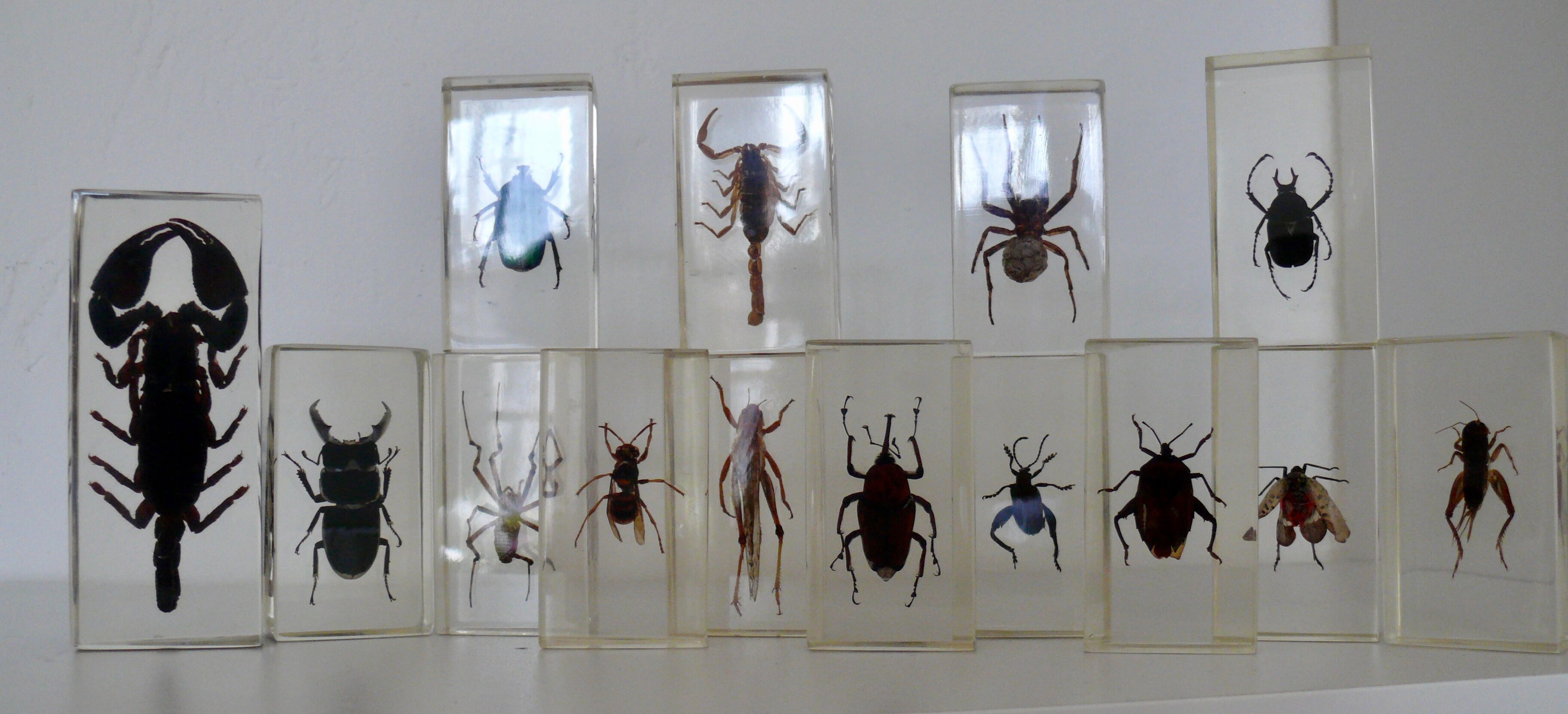 Insects in resin inclusion