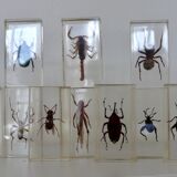 Insects in resin inclusion