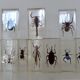 Insectes en inclusion résine