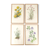Set of 4 herbarium lithographs, 70s