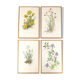 Set of 4 herbarium lithographs, 70s