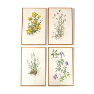 Set of 4 herbarium lithographs, 70s