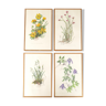 Set of 4 herbarium lithographs, 70s