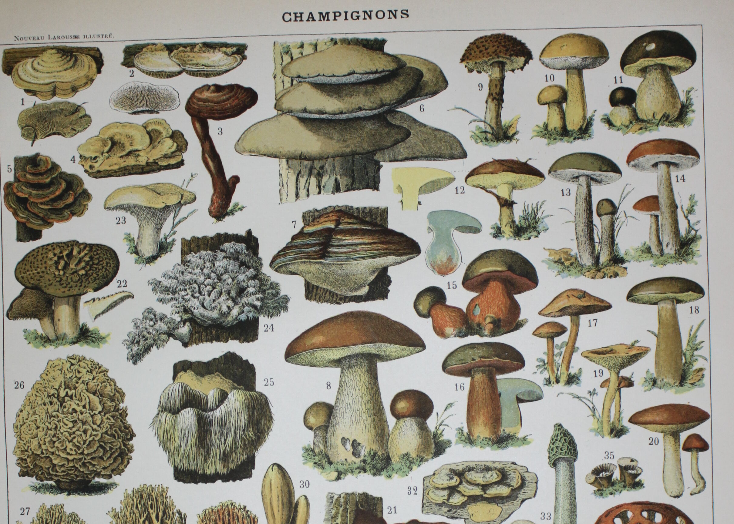 Engraving • Mushrooms 2, picking • Original lithograph from 1898
