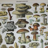 Engraving • Mushrooms 2, picking • Original lithograph from 1898