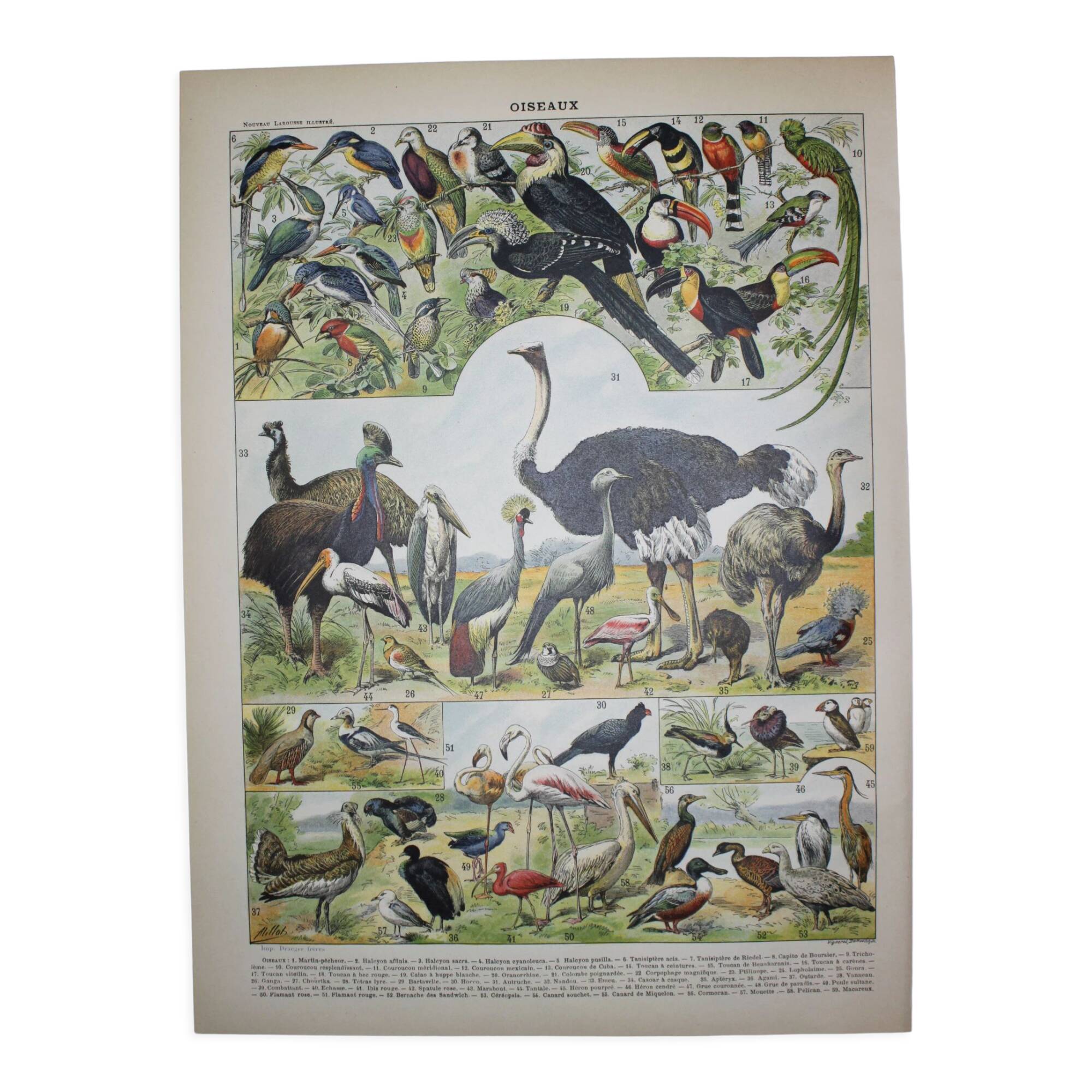Lithograph • Birds 2, species, raptors • Original lithograph of 1898