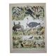 Lithograph • Birds 2, species, raptors • Original lithograph of 1898