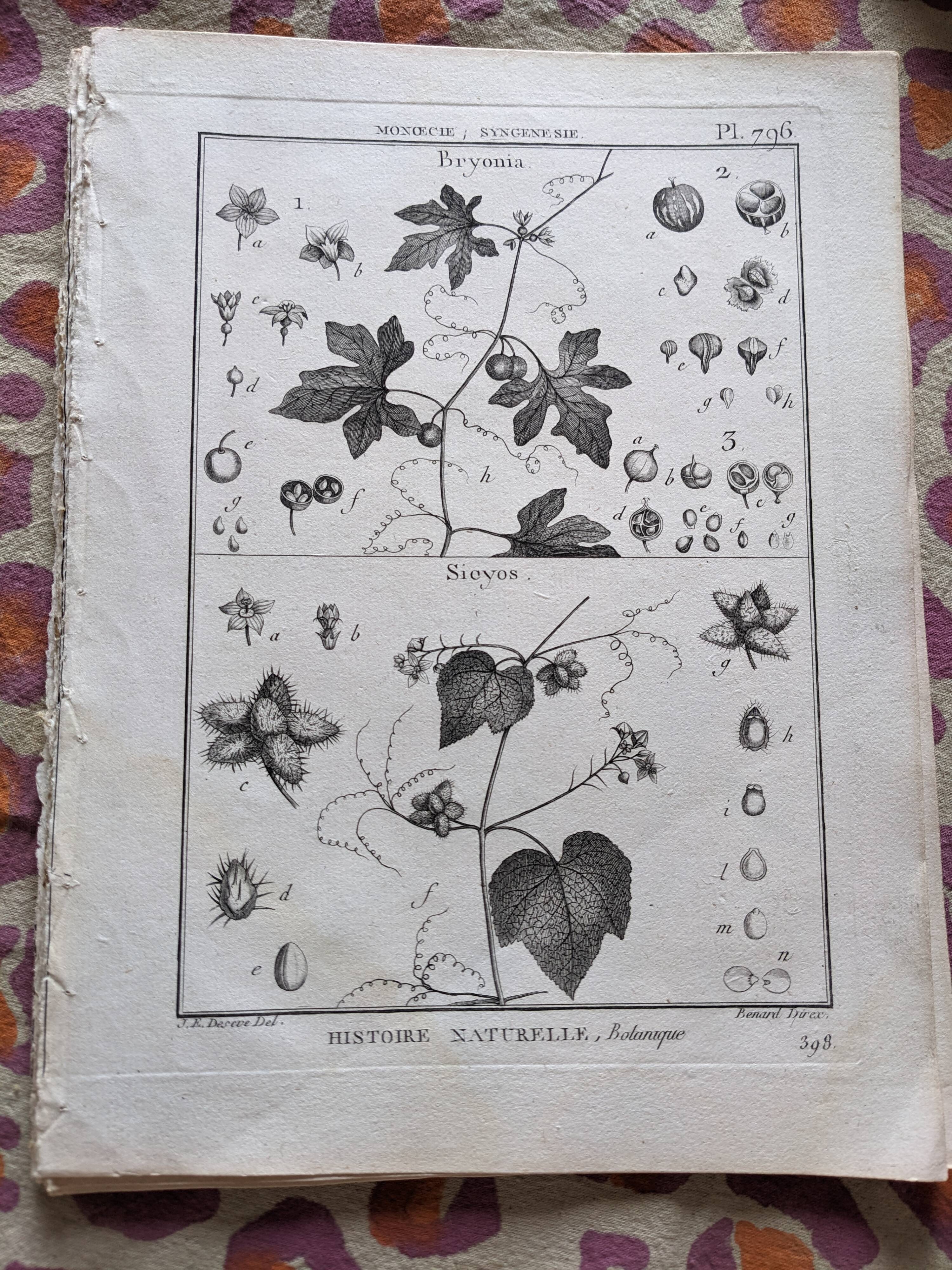 Stamped vintage botanical engraving plate natural history flowers