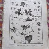 Stamped vintage botanical engraving plate natural history flowers