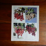 Botanical poster on groselles 1947