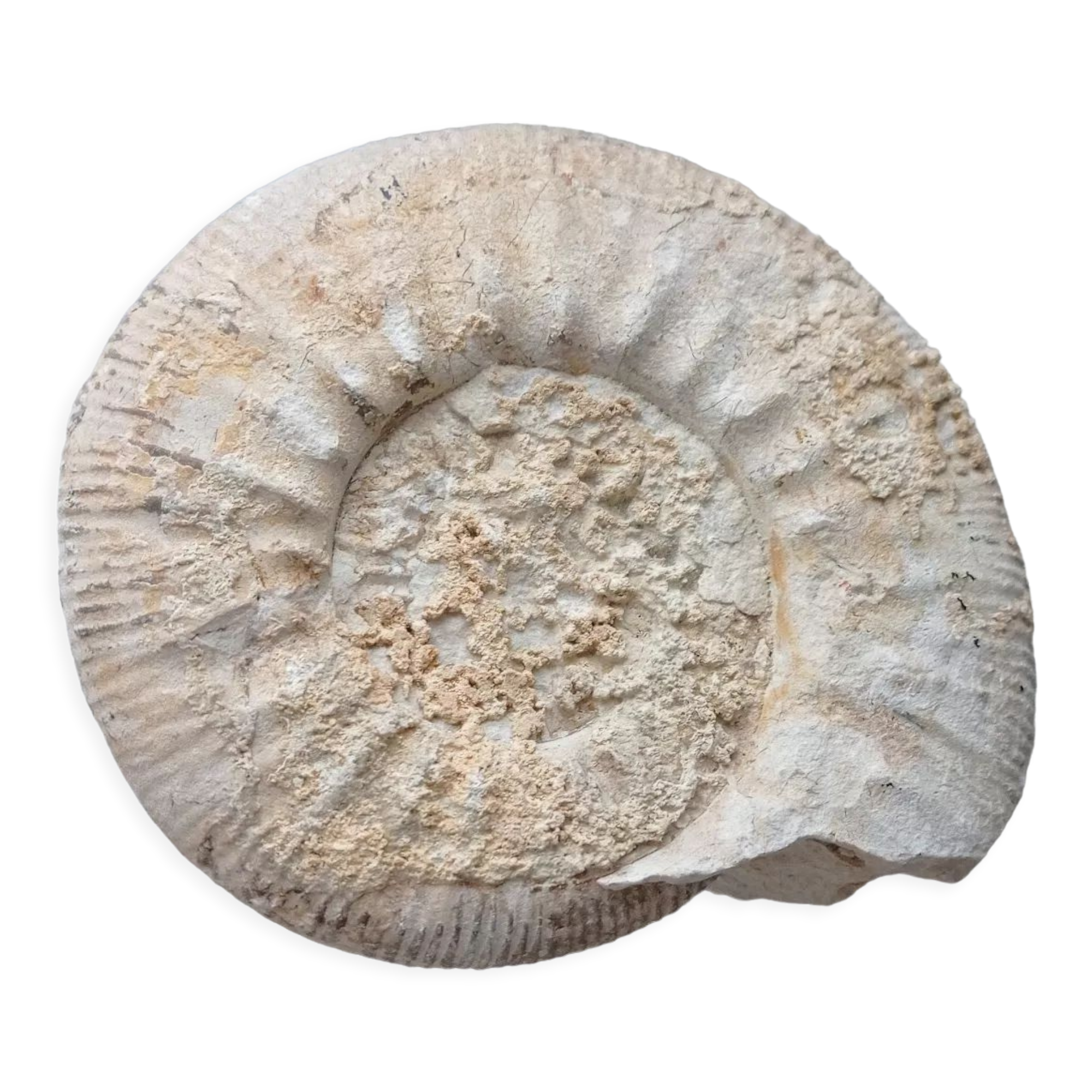 Ammonite fossilisée