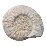 Fossilized ammonite