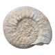 Ammonite fossilisée