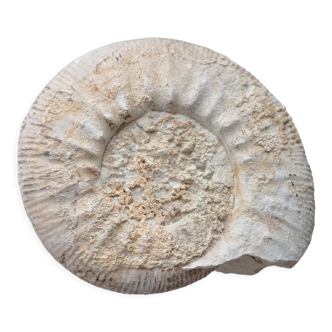 Fossilized ammonite
