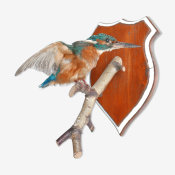 Bird, Naturalized Kingfisher, 80s