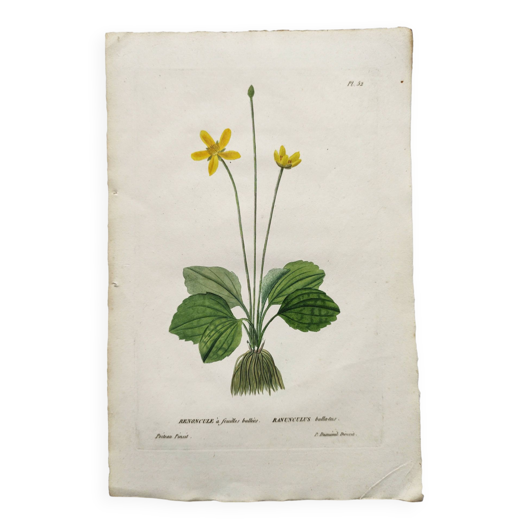 Old botanical engraving from 1829 - Buttercup with bubble leaves - flower by PA Poiteau