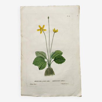 Gravure botanique ancienne de 1829 - Renoncule à feuilles bullées- fleur par P.A Poiteau