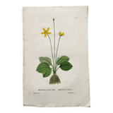 Old botanical engraving from 1829 - Buttercup with bubble leaves - flower by PA Poiteau