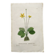 Old botanical engraving from 1829 - Buttercup with bubble leaves - flower by PA Poiteau