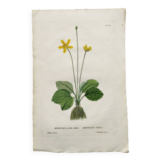 Old botanical engraving from 1829 - Buttercup with bubble leaves - flower by PA Poiteau