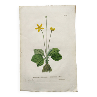 Gravure botanique ancienne de 1829 - Renoncule à feuilles bullées- fleur par P.A Poiteau