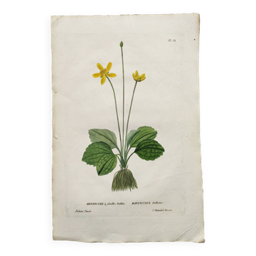 Gravure botanique ancienne de 1829 - Renoncule à feuilles bullées- fleur par P.A Poiteau