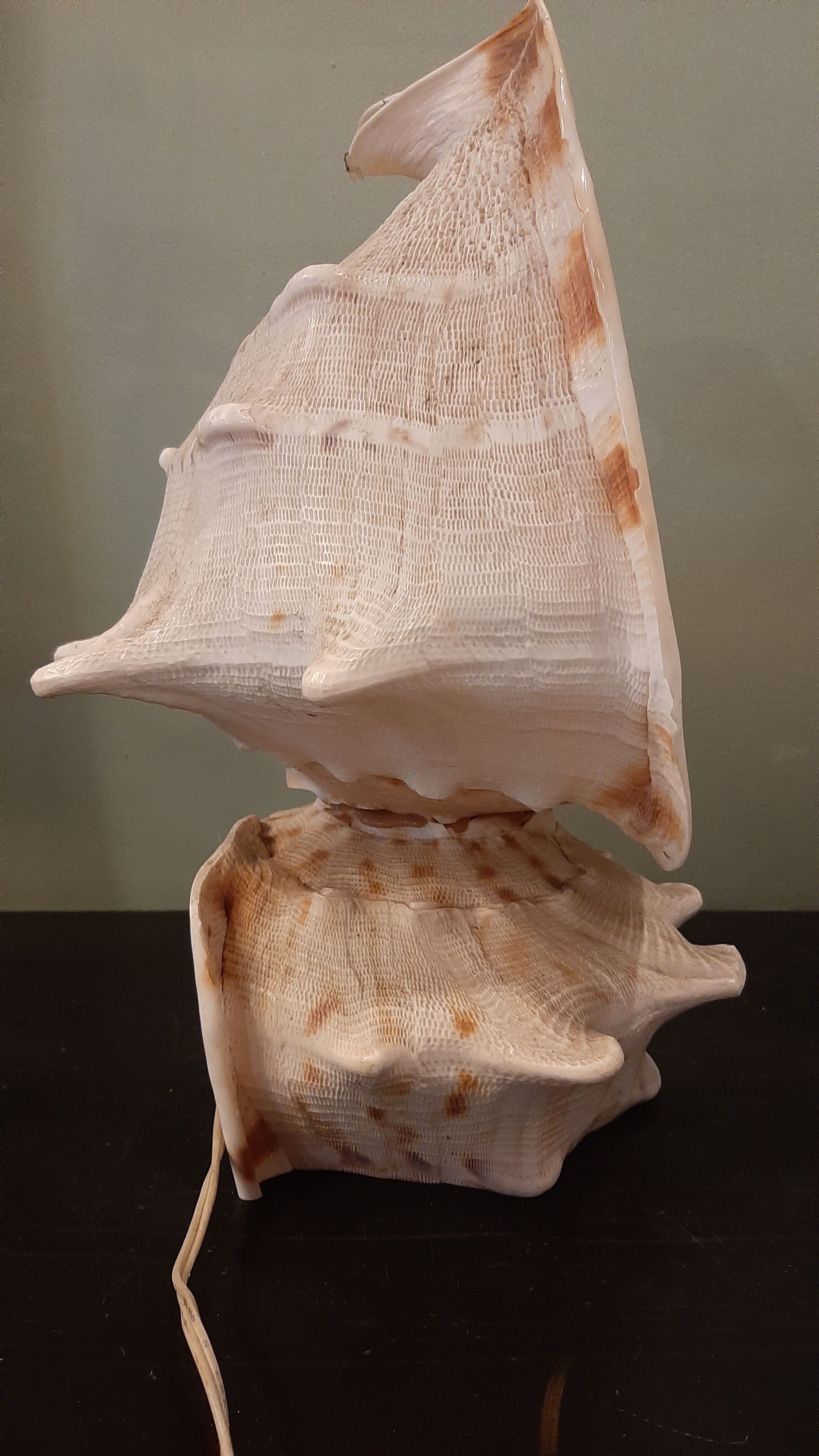 Lampe coquillage