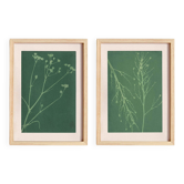 Duo of paintings on paper, herbarium and botanical series signed eawy.