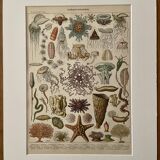 Lithograph on oceanography - 1900