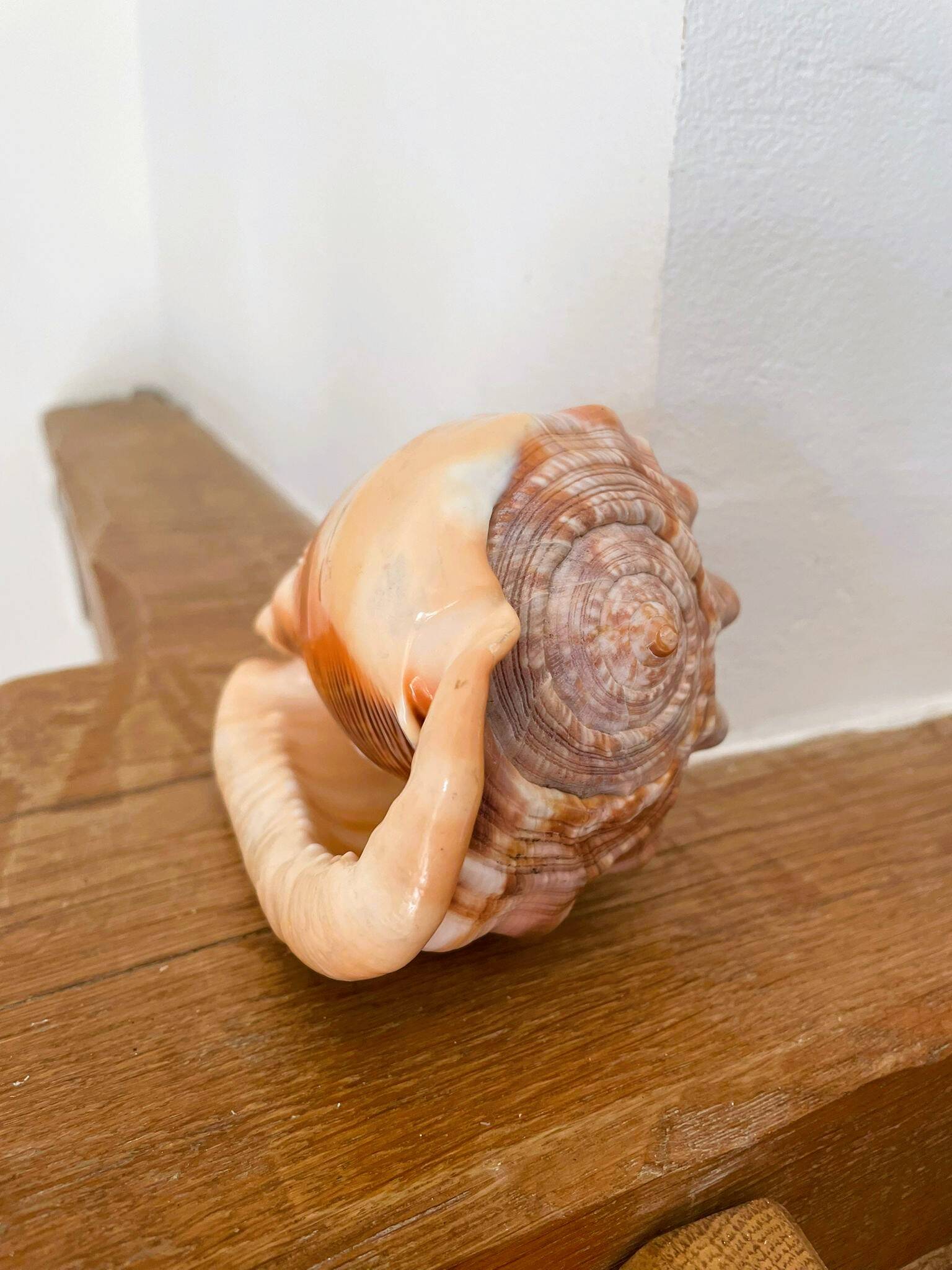 Large seashell: Cypraecassis rufa