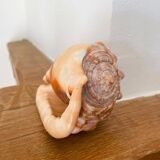 Large seashell: Cypraecassis rufa