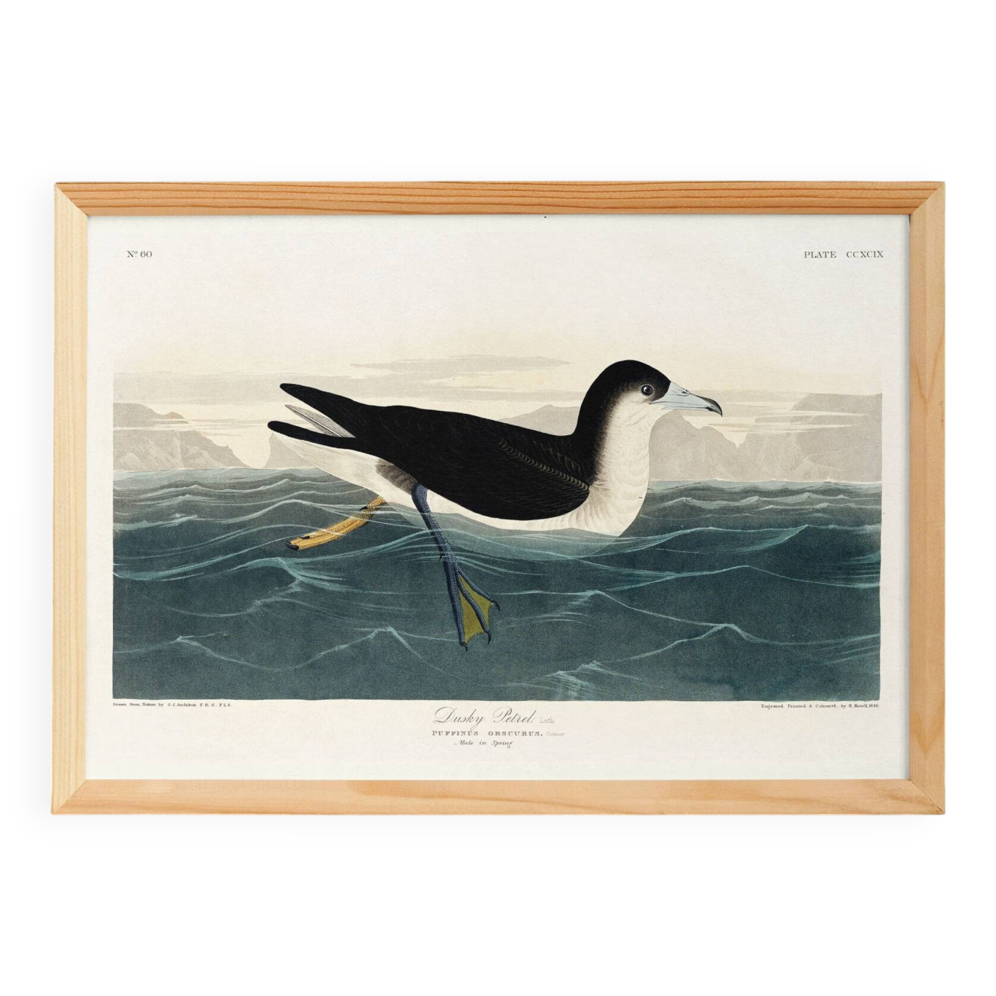 Poster about the Dark Shearwater, after an old engraving from 1827.