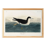Poster about the Dark Shearwater, after an old engraving from 1827.