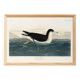 Poster about the Dark Shearwater, after an old engraving from 1827.
