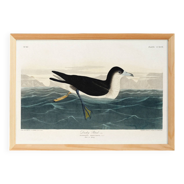 Affiche sur le Puffin obscur, d’après une gravure ancienne de 1827.