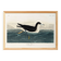 Poster about the Dark Shearwater, after an old engraving from 1827.