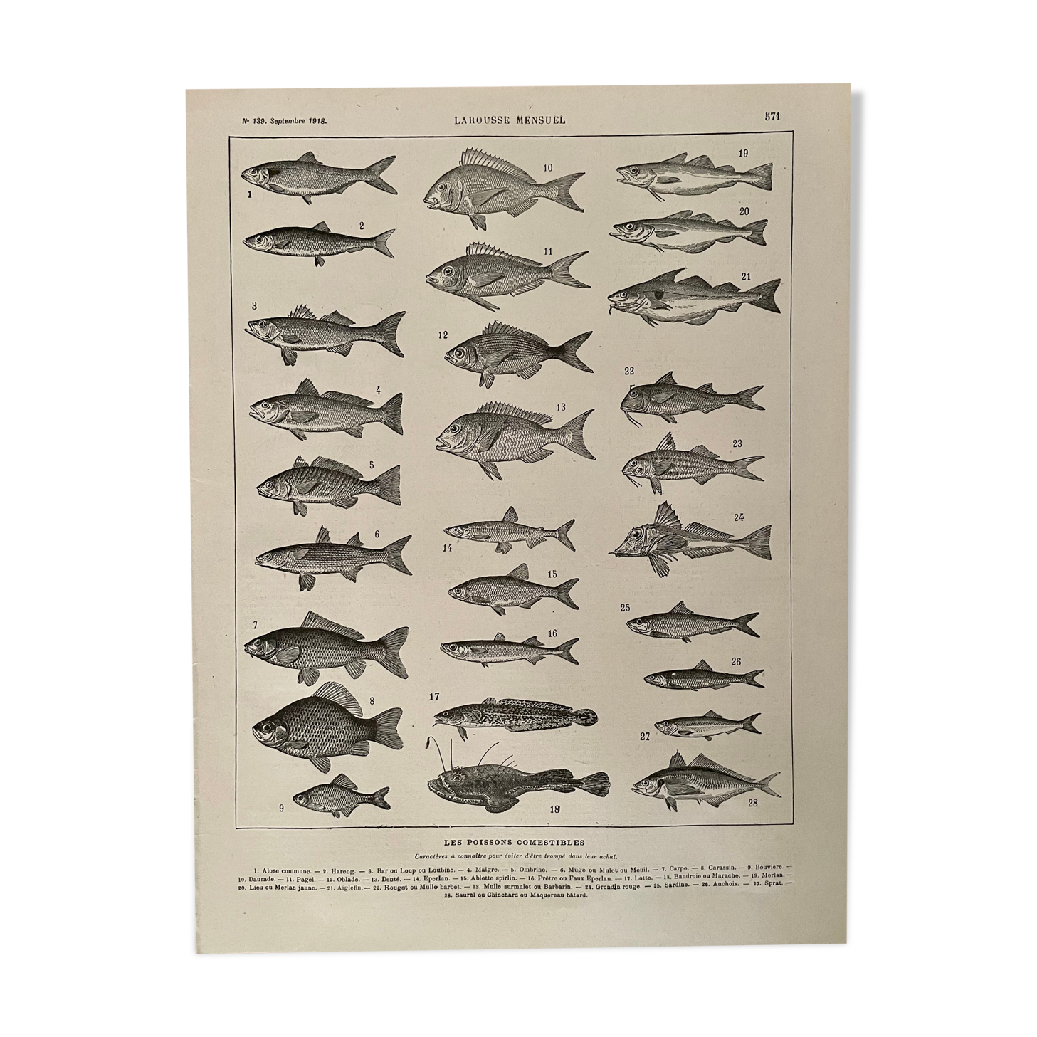 Lithograph on edible fish from 1918