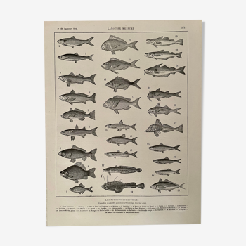 Lithographie sur les poissons comestibles de 1918