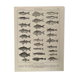 Lithograph on edible fish from 1918