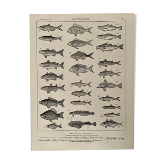 Lithograph on edible fish from 1918