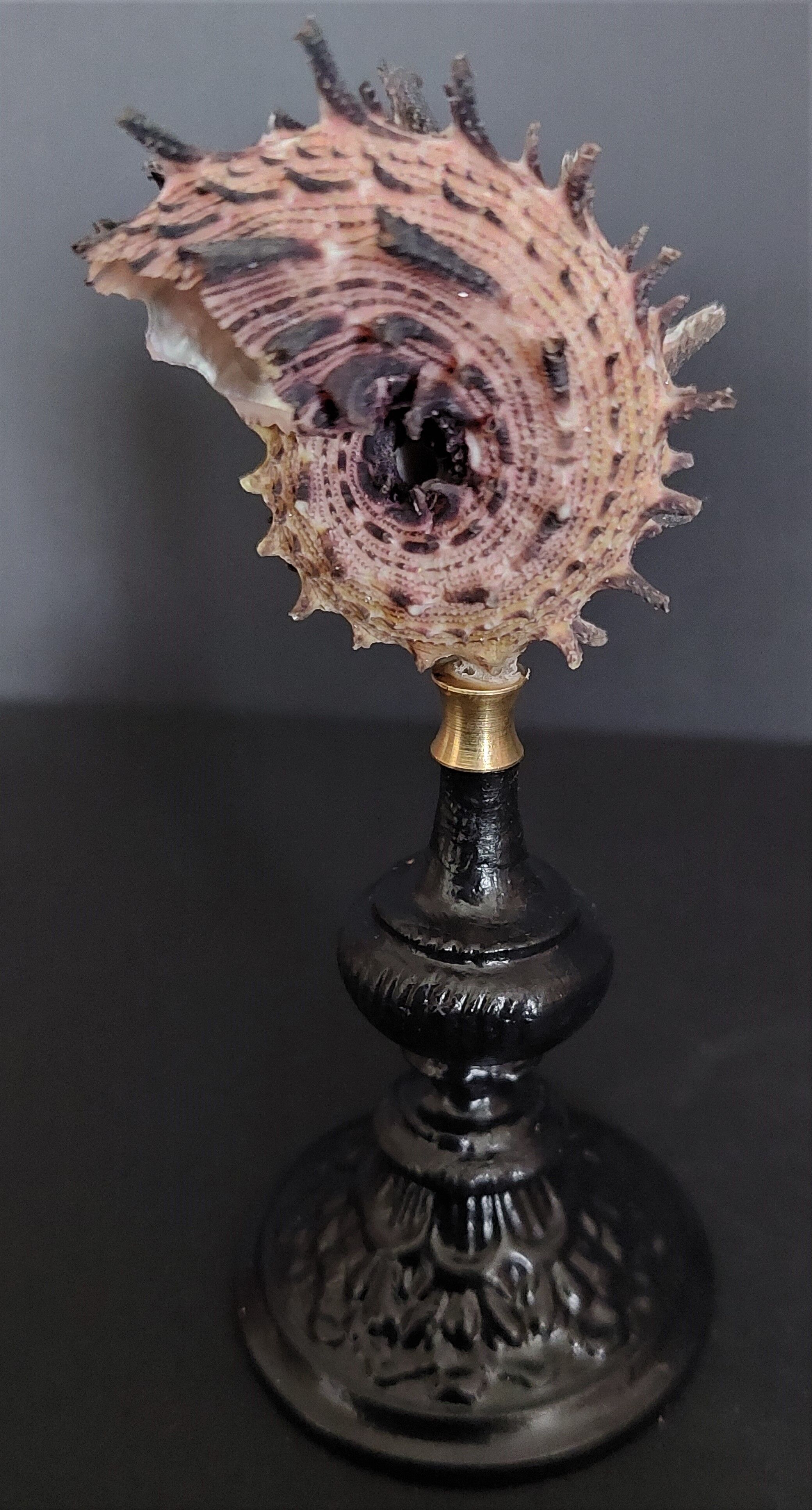 Cabinet of Curiosities shell angaria imperialis on base
